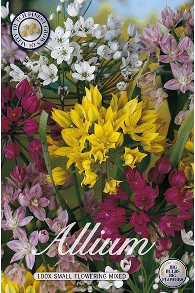 Allium Småblomstret Mix 100-pak